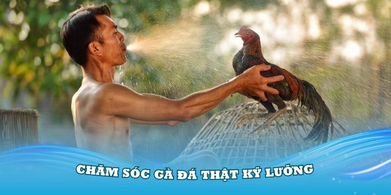 Cách nuôi gà chọi thật kỹ lưỡng để ngăn ngừa bệnh tật