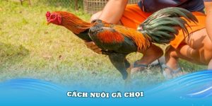 Cách Nuôi Gà Chọi Chuẩn Chuyên Gia Tại Nhà Cái i9Bet