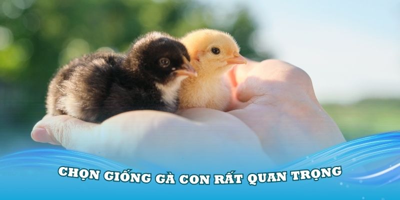 Quá trình chọn giống gà con rất quan trọng