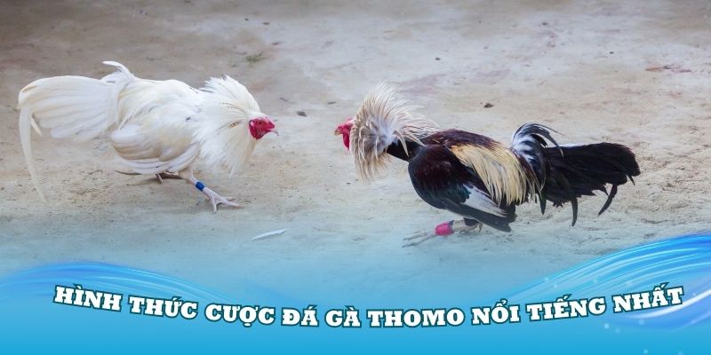 Các hình thức cược đá gà Thomo nổi tiếng nhất