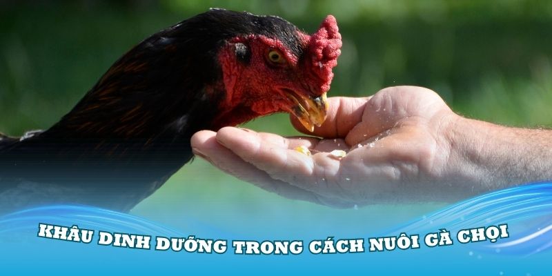 Khâu dinh dưỡng trong cách nuôi gà chọi