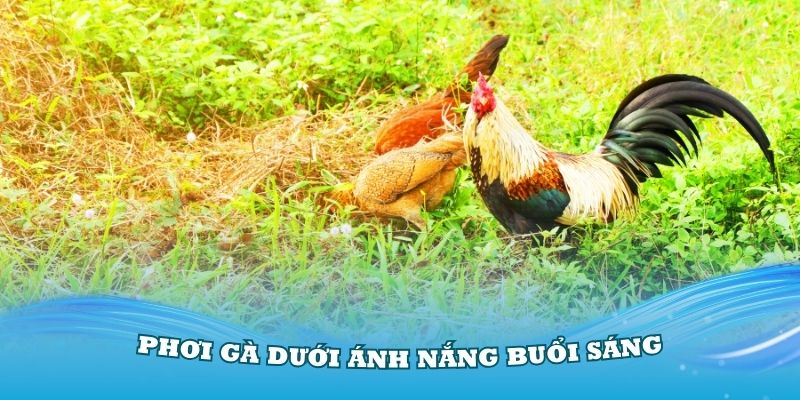 Phơi gà dưới ánh nắng buổi sáng để bổ sung vitamin D