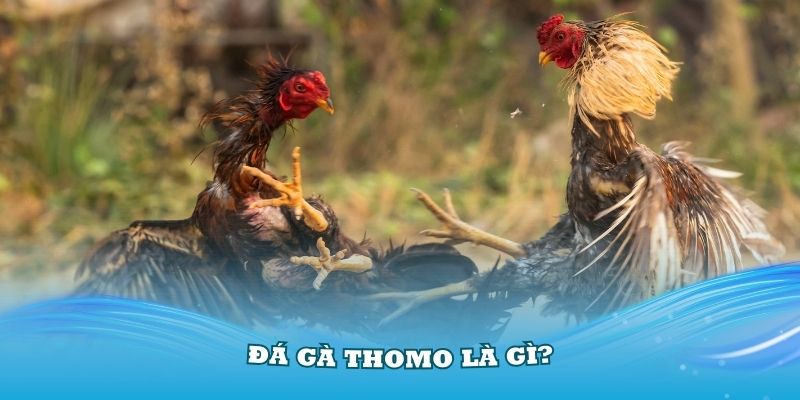 Đá gà Thomo tìm hiểu về khái niệm và các kèo cược siêu cuốn