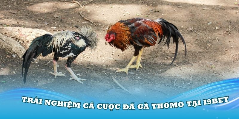 Những lý do thành viên nên trải nghiệm cá cược đá gà Thomo tại i9Bet