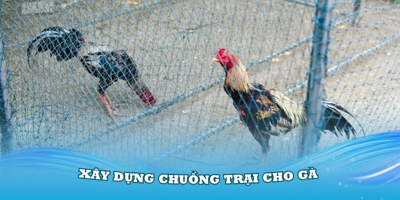 Sư kê cần quan tâm khi xây dựng chuồng trại cho gà đá